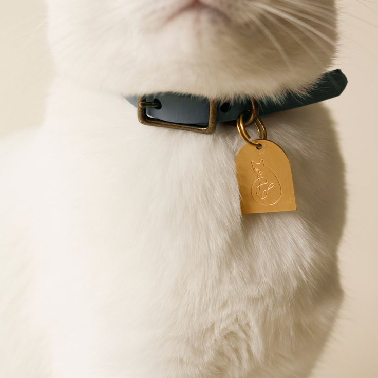 Comment choisir un collier GPS pour chat pour les chats qui ont des problèmes de santé ?插图