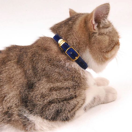 Les colliers GPS pour suivre les activités de votre chat à l’extérieur插图
